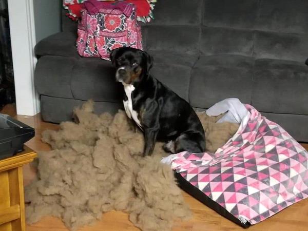 /Images/uploads/Humane Society of Lackawanna County/LoveYourPet/entries/9641thumb.jpg